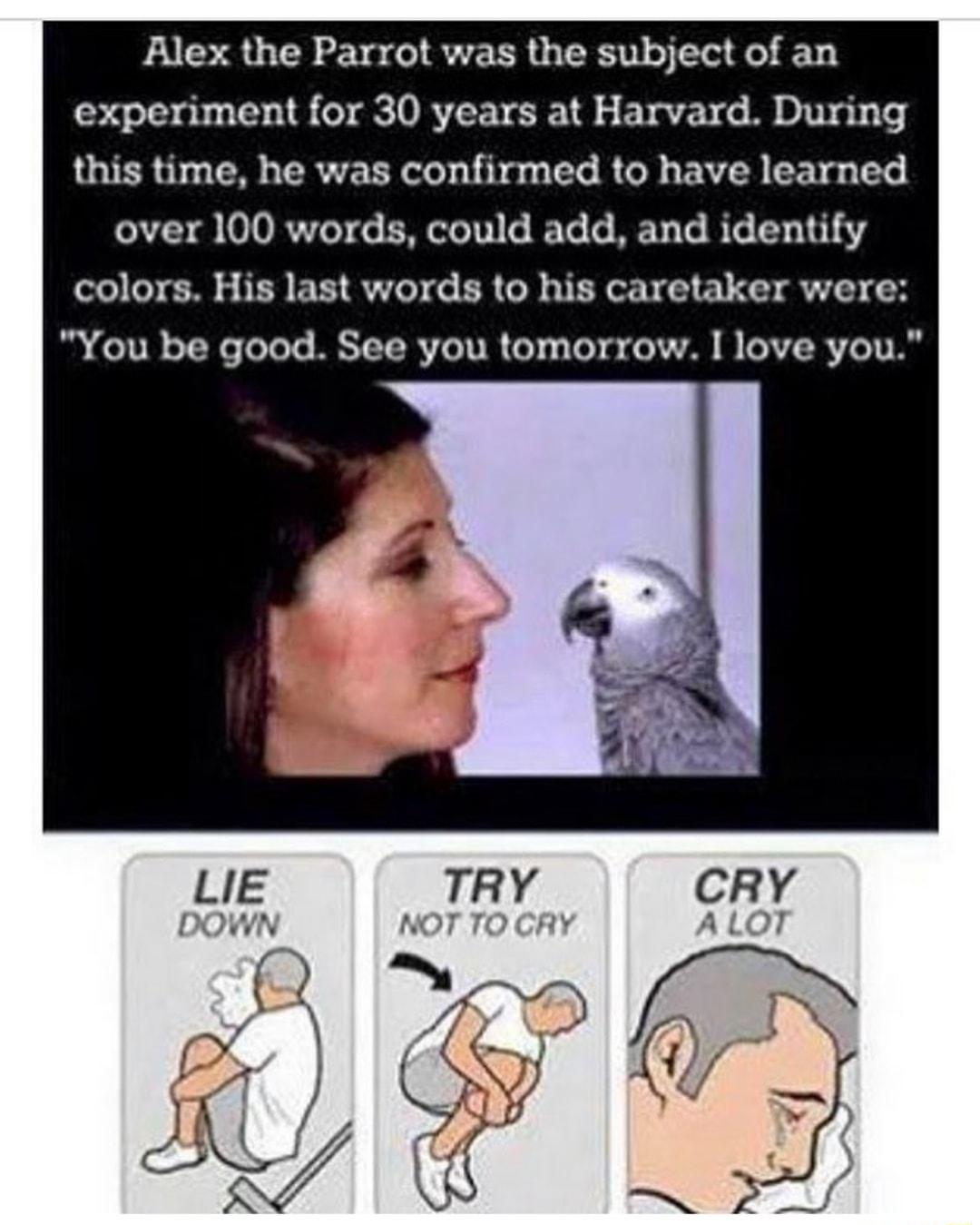 Alex the Parrot was the subject of an experiment for 30 years at Harvard During this time he was confirmed to have learned N RTS PRCET G ET L RER T BLER T colors His last words to his caretaker were You be good See you tomorrow I love you