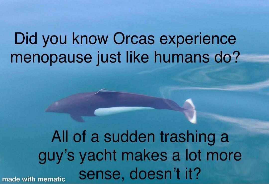 Did you know Orcas experience menopause just like humans do? All of a sudden trashing a guy's yacht makes a lot more sense, doesn't it? made with mematic