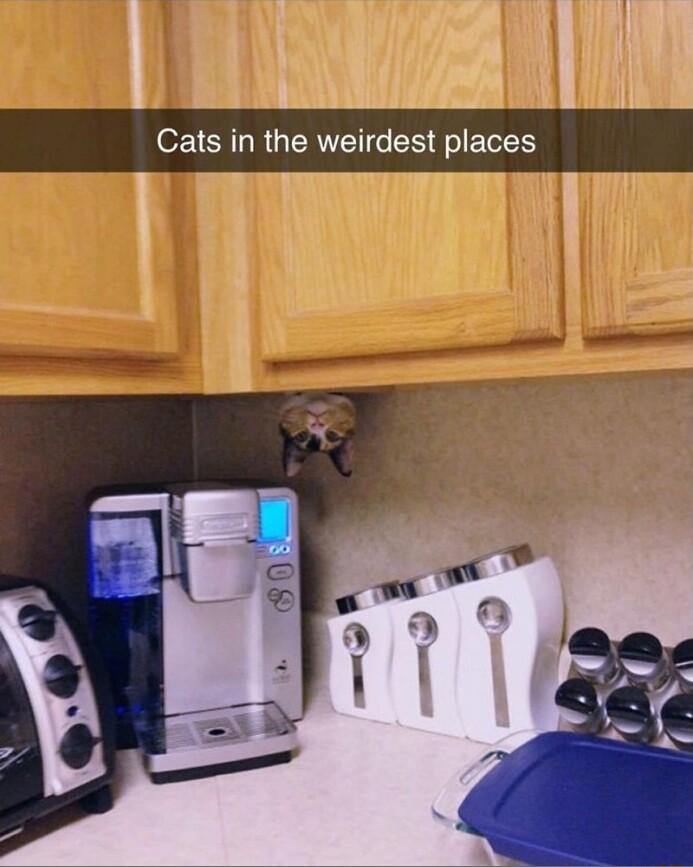 1 Cats in the weirdest places i