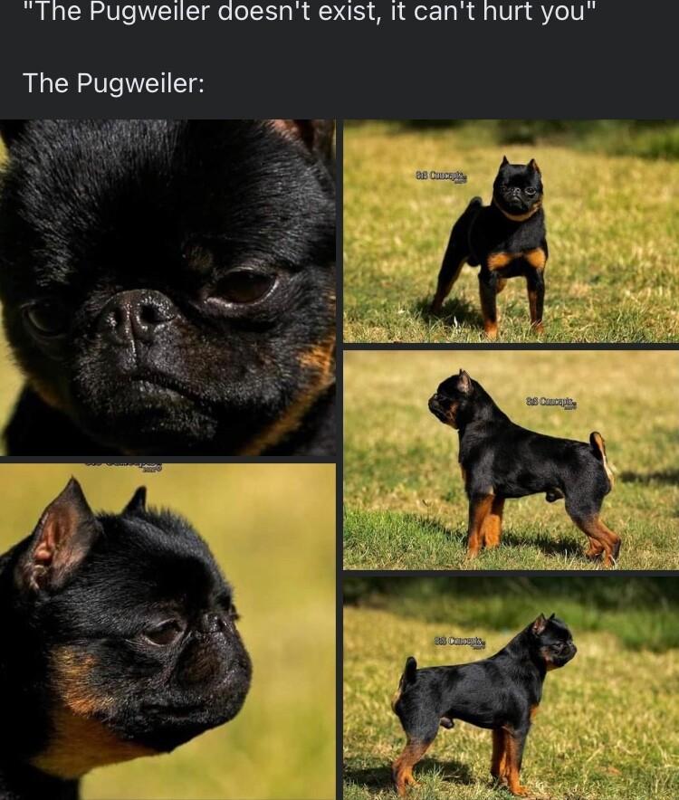 The Pugweiller doesnt exist it cant hurt you The Pugweiler