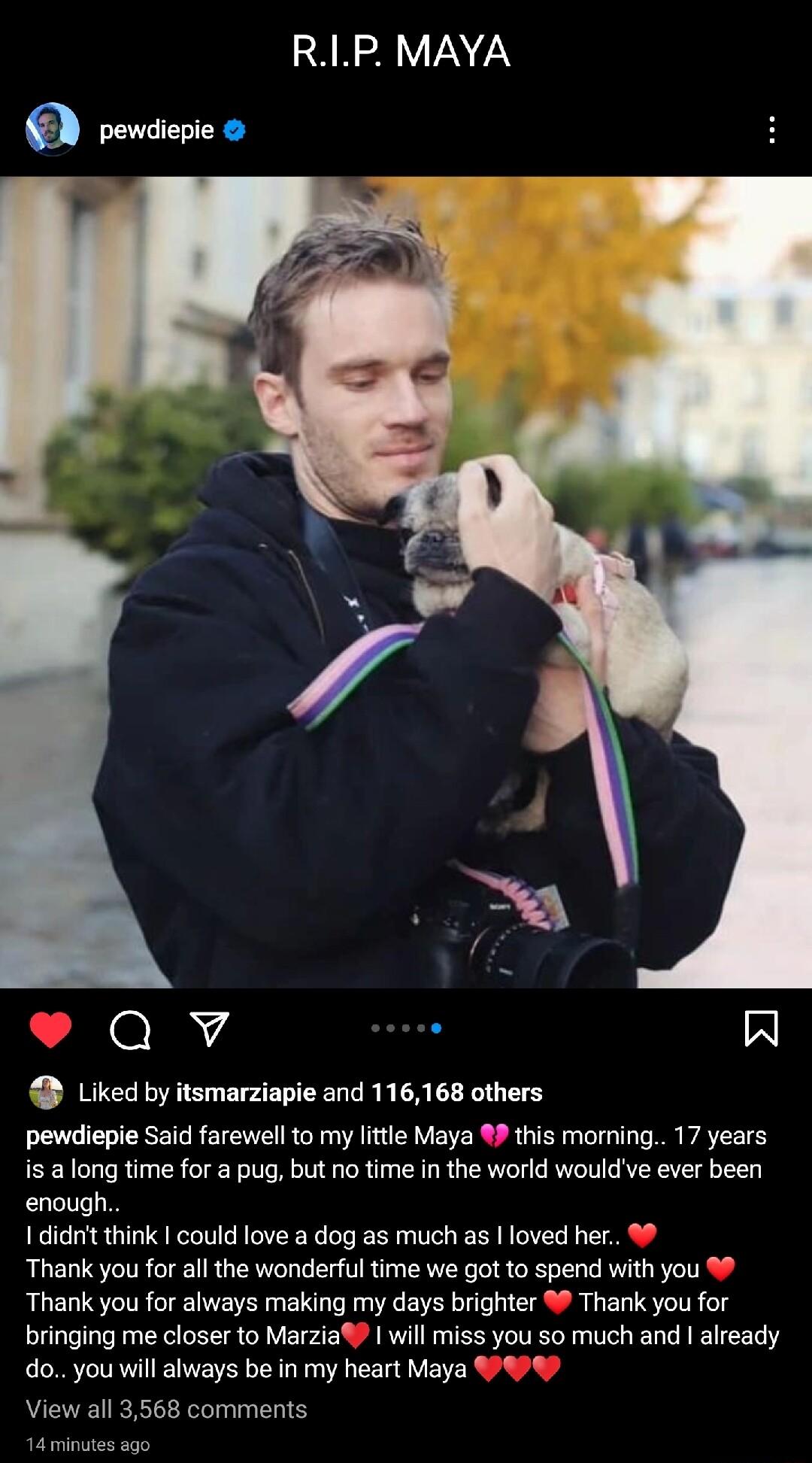 ARCR VNN e pewdiepie H Qv Al Liked by itsmarziapie and 116168 others pewdiepie Said farewell to my lttle Maya 89 this moring 17 years is along time for a pug but no time in the world wouldve ever been enough 1 didn think could love a dog as much as loved her Thank you for all the wonderful time we got to spend with you Thank you for always making my days brighter Thank you for bringing me closer t