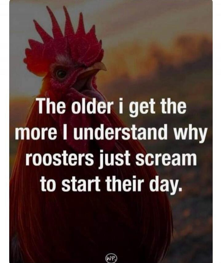 The older i get the more I understand why roosters just scream to start their day.