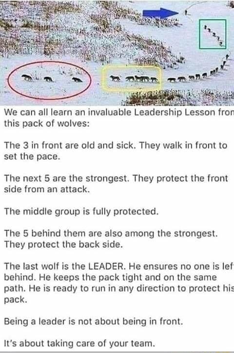 We can all learn an invaluable Leadership Lesson fron this pack of wolves The 3 in front are old and sick They walk in front to set the pace The next 5 are the strongest They protect the front side from an attack The middle group is fully protected The 5 behind them are also among the strongest They protect the back side The last wolf is the LEADER He ensures no one is lef behind He keeps the pack