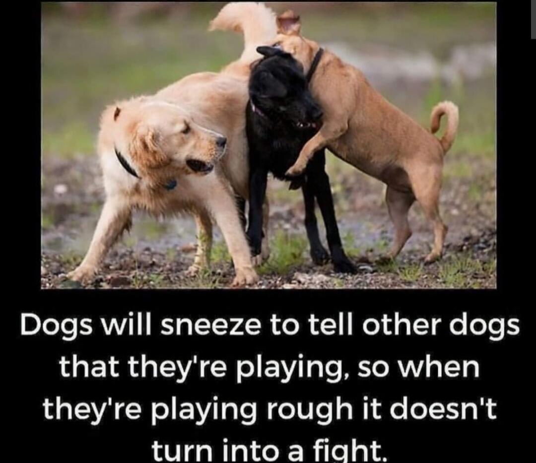 Dogs will sneeze to tell other dogs that they're playing, so when they're playing rough it doesn't turn into a fight.