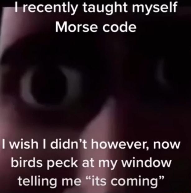 recently taught myself Morse code ish didn ever now birds peck WAV gle 1 telling m coming