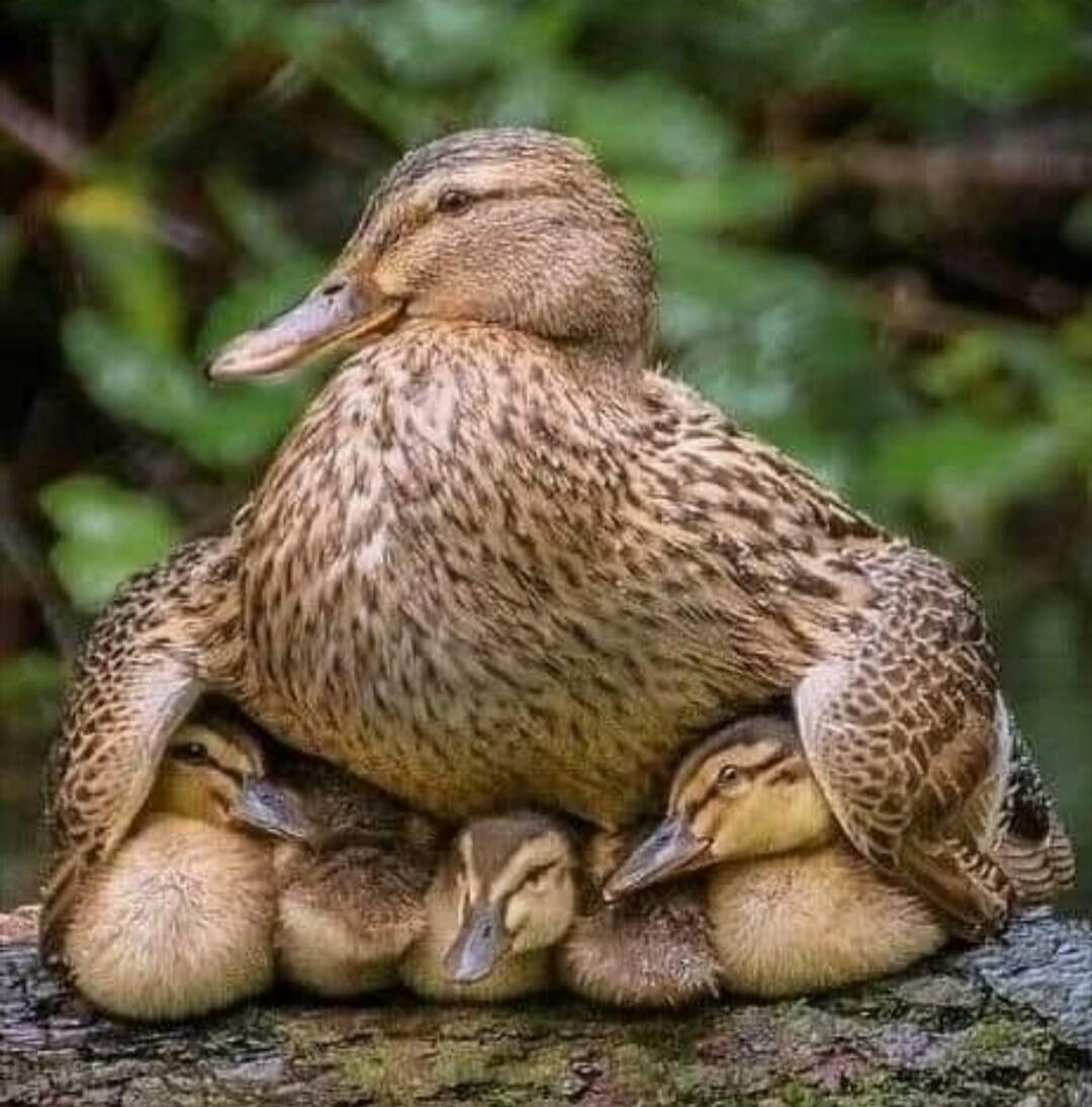 A mother duck sitting with her ducklings nestled under her wings.
