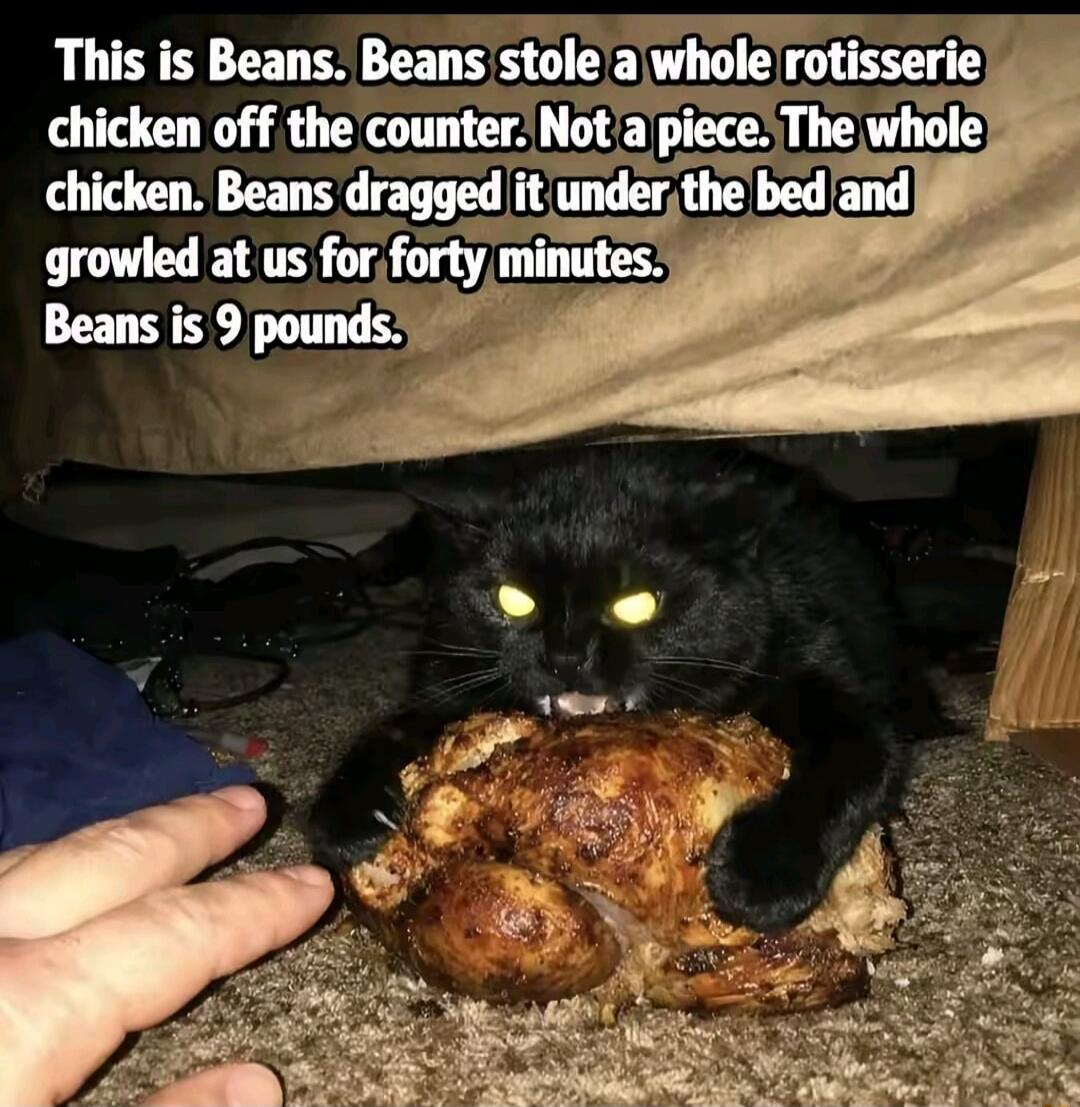 This is Beans. Beans stole a whole rotisserie chicken off the counter. Not a piece. The whole chicken. Beans dragged it under the bed and growled at us for forty minutes. Beans is 9 pounds.