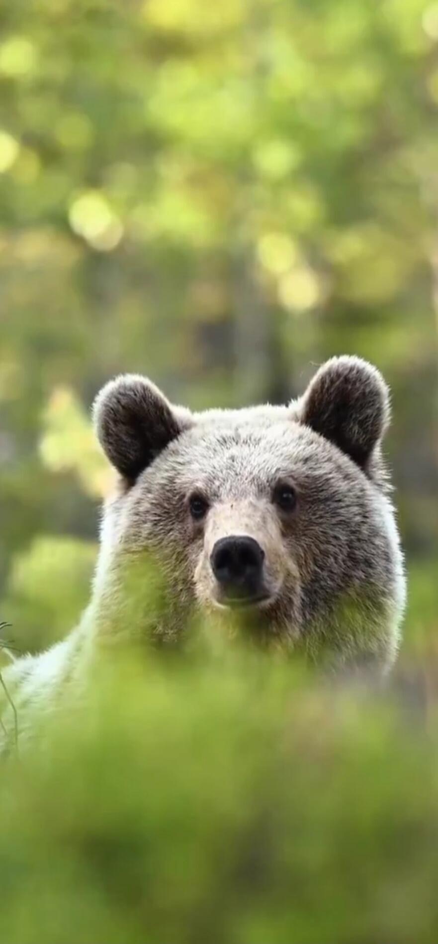 Close-up of a bear facing the camera, framed by green grass and a blurred forest background.
