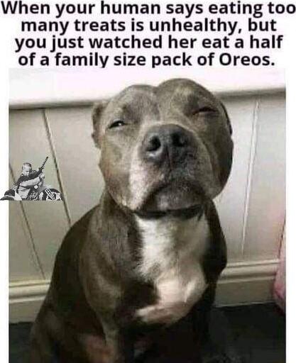 When your human says eating too many treats is unhealthy but you just watched her eat a half of a family size pack of Oreos