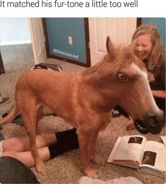 It matched his fur tone a little too well
