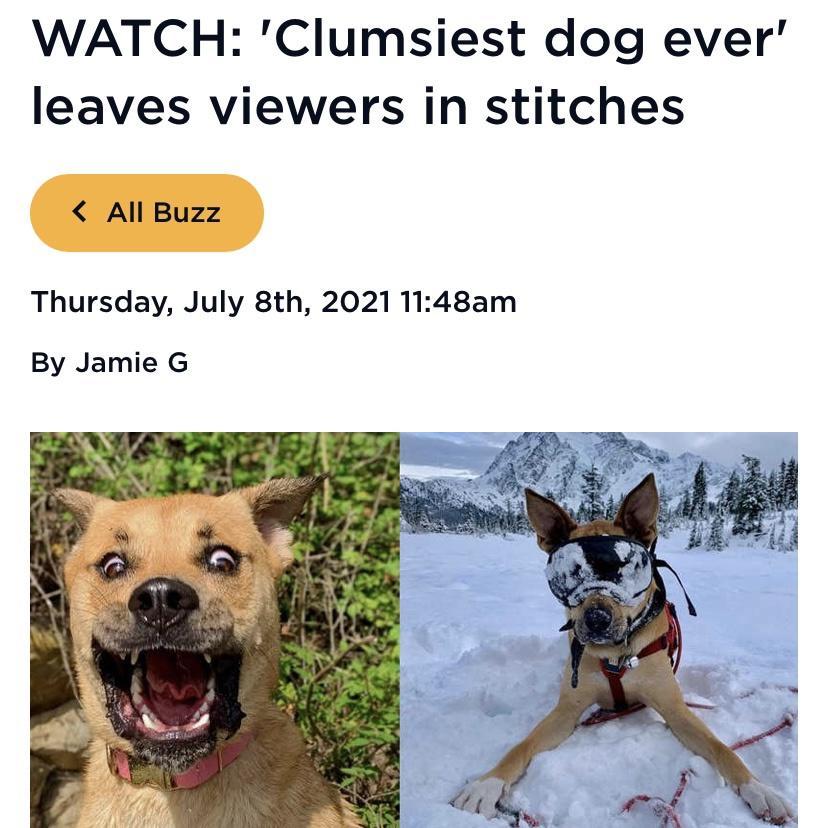 WATCH Clumsiest dog ever leaves viewers in stitches All Buzz Thursday July 8th 2021 1148am By Jamie G