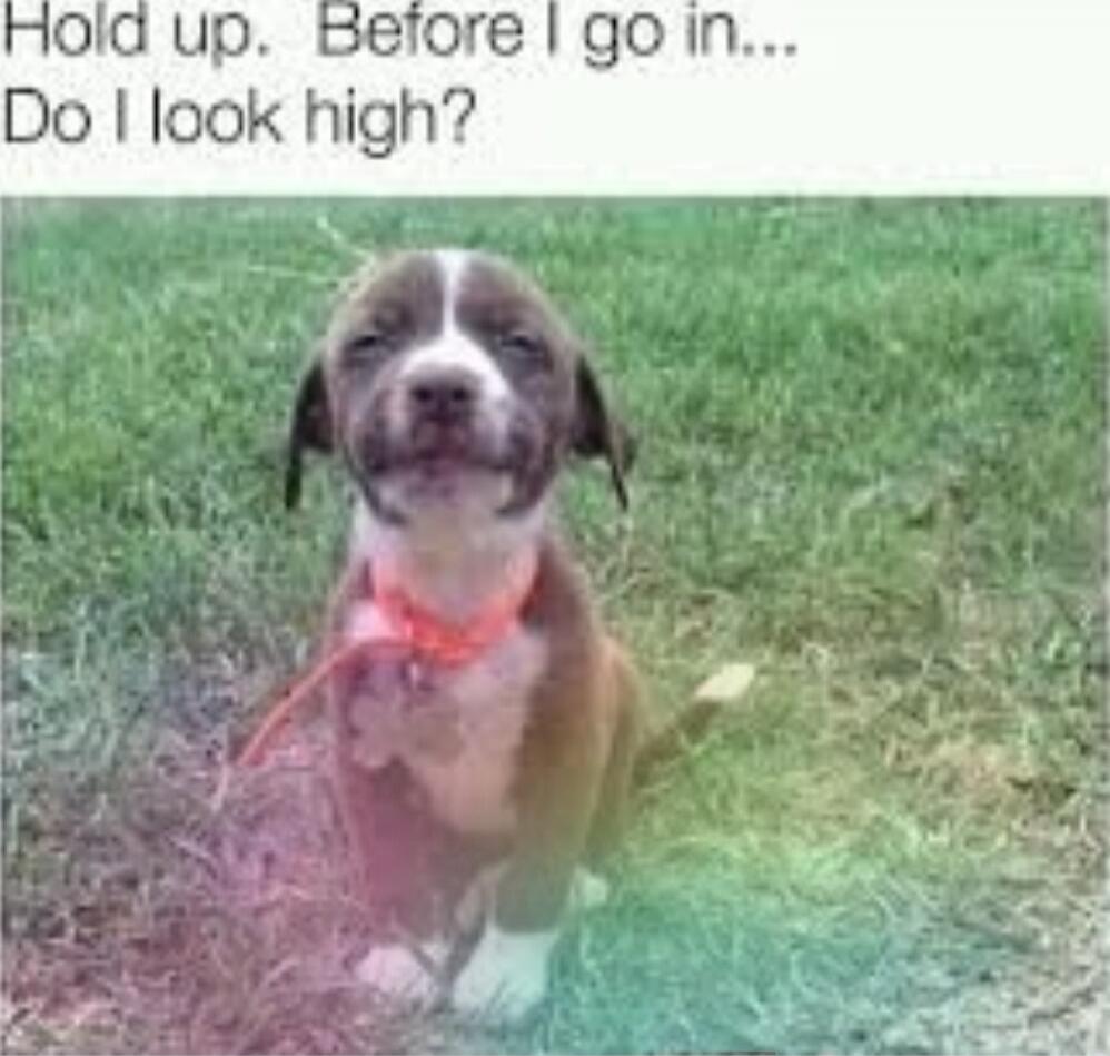 Hold up. Before I go in... Do I look high?