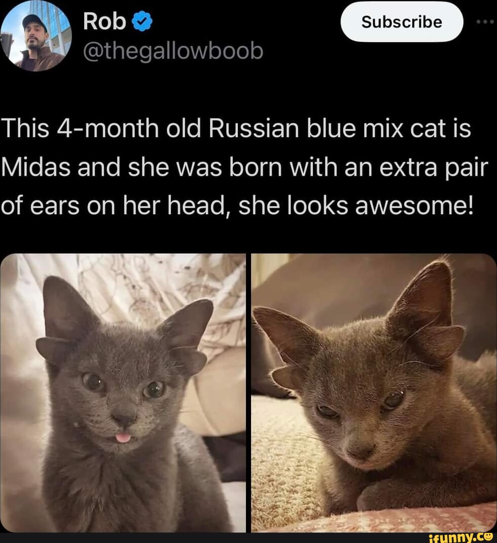 e IGEETE Y Telel This 4 month old Russian blue mix cat is Midas and she was born with an extra pair of ears on her head she looks awesome