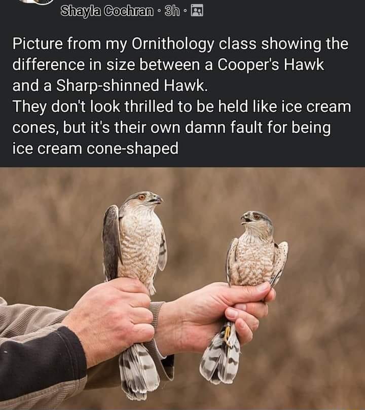 y acochian s il o Picture from my Ornithology class showing the difference in size between a Coopers Hawk and a Sharp shinned Hawk They dont look thrilled to be held like ice cream cones but its their own damn fault for being ice cream cone shaped