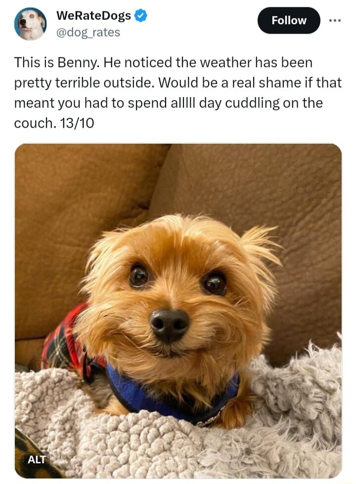 WeRateDogs m dog rates This is Benny He noticed the weather has been pretty terrible outside Would be a real shame if that meant you had to spend alllll day cuddling on the couch 1310