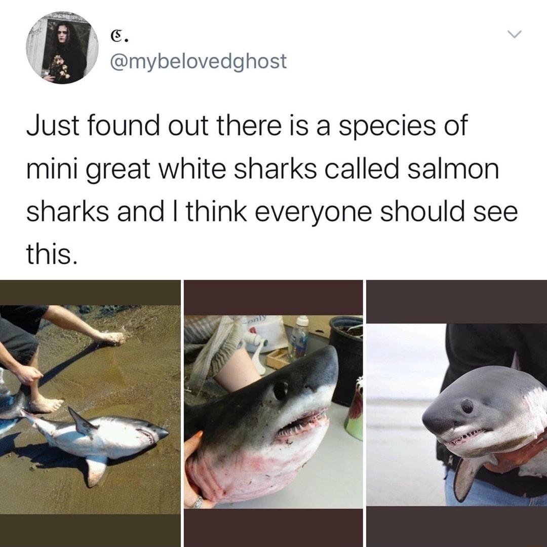 f E mybelovedghost Just found out there is a species of mini great white sharks called salmon sharks and think everyone should see this