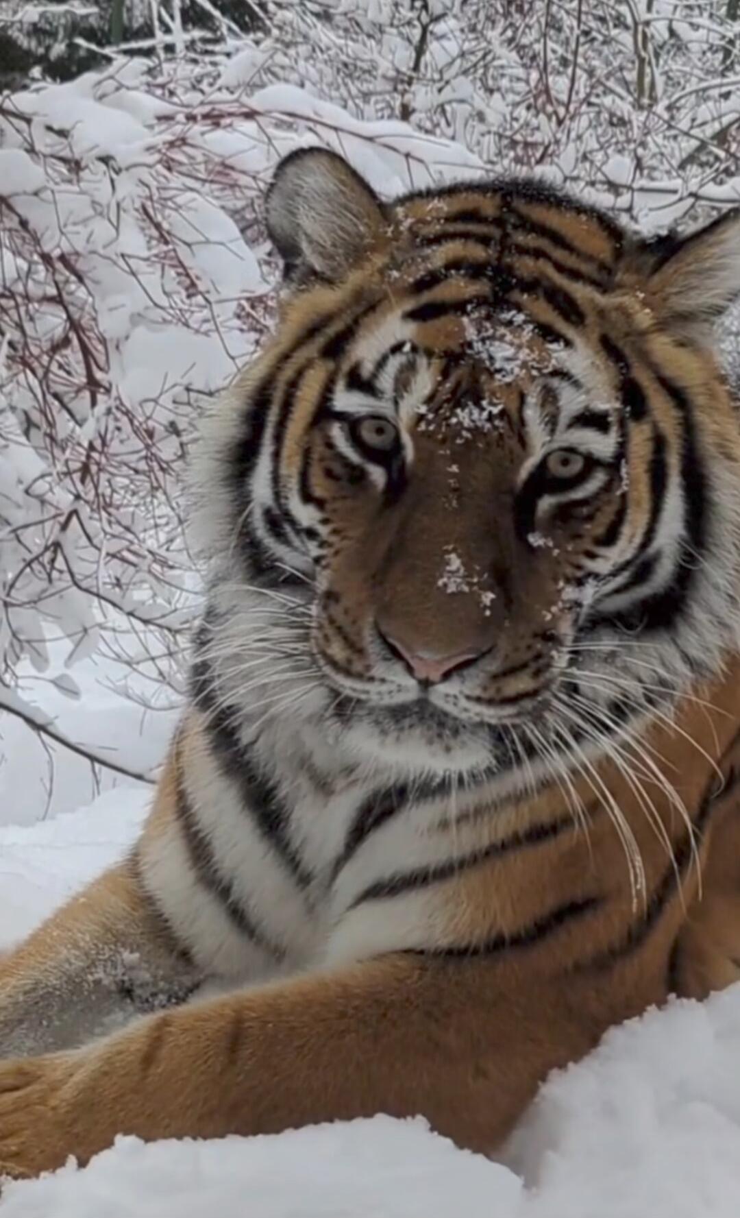 A tiger resting in the snow, with snow on its face and fur.