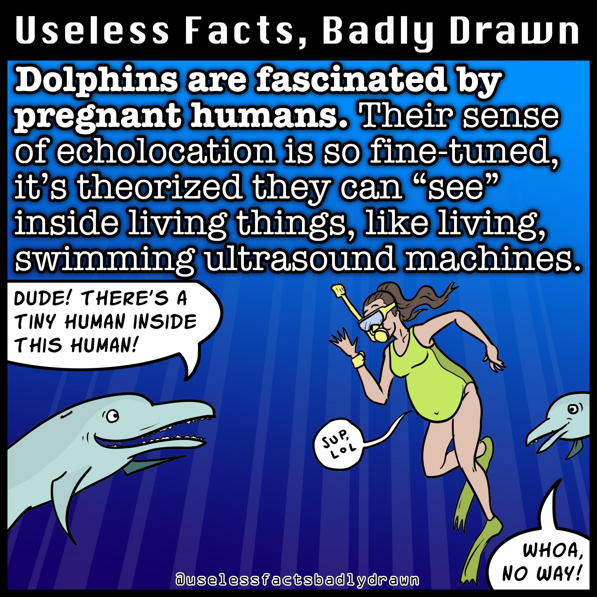 UELIEEN S T L TR 1T Dolphins are fascinated by pregnant humans Theirsense ofiecholocation isso fine tuned its theorized they can see inside living things like living swimming ultrasound machines DUDE THERES A A TING HUMAN INSIDE Y THIS HUMAN x wHoA Buseiessfactebadlydrann NO wAy
