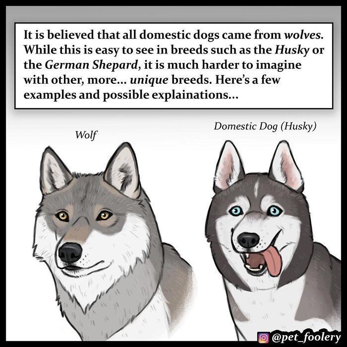 Itis believed that all domestic dogs came from wolves While this is easy to see in breeds such as the Husky or the German Shepard it is much harder to imagine with other more unique breeds Heres a few examples and possible explainations Domestic Dog Husky Wolf g Husky