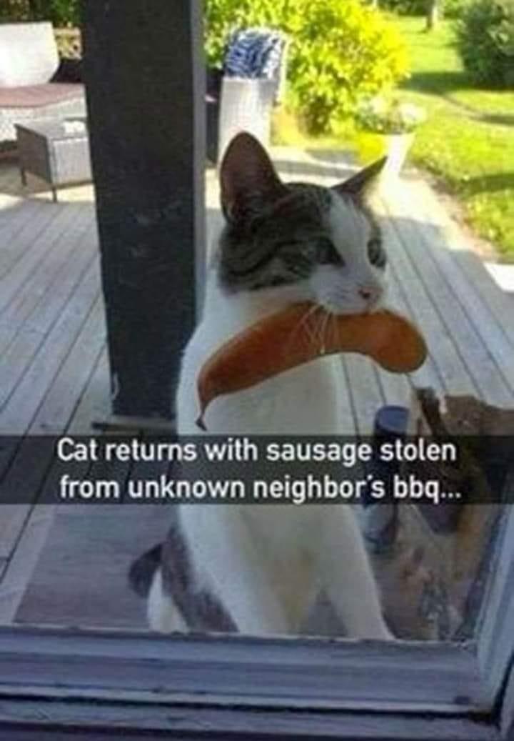 Cat returns with sausage stolen _from unknown neighbors bbg