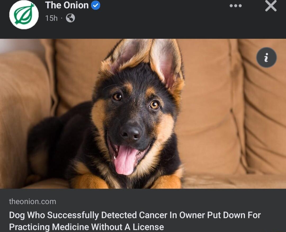 The Onion LU 4 150 Q l5y theonioncom Dog Who Successfully Detected Cancer In Owner Put Down For Practicing Medicine Without A License R