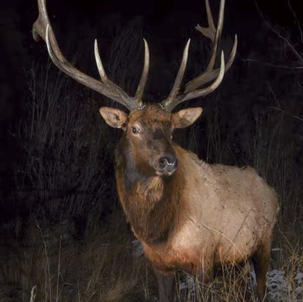 A majestic elk with large antlers stands in a dark, grassy field.