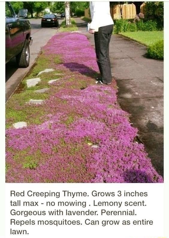 Red Creeping Thyme Grows 3 inches tall max no mowing Lemony scent Gorgeous with lavender Perennial Repels mosquitoes Can grow as entire lawn