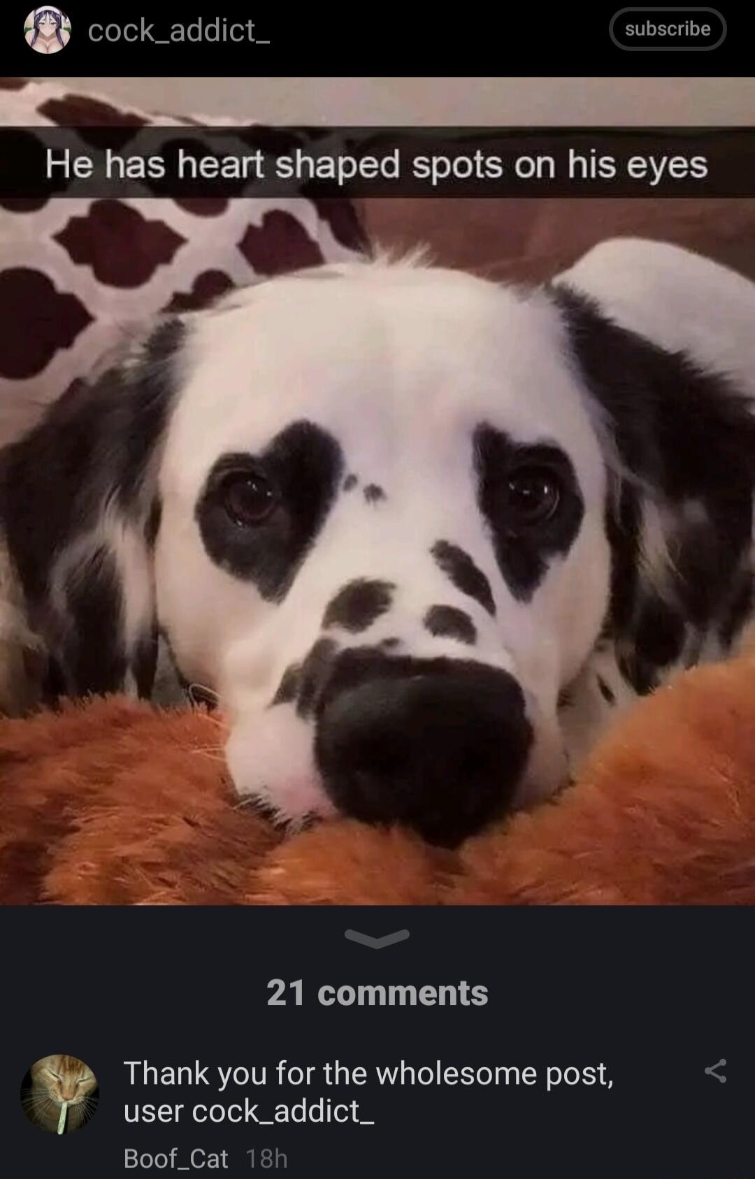 0 cock_addict_ subscribe He has heart shaped spots on his eyes PARL L E S RUELUSTITR IR GERV I EE T Y e user cock_addict_ Boof_Cat 18