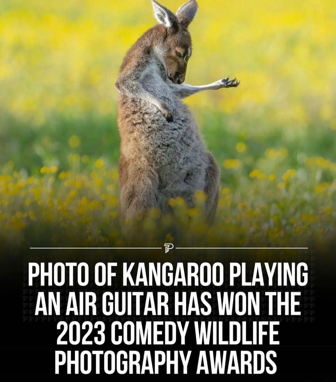 PHOTO OF KANGAROO PLAYING AN AIR GUITAR HAS WON THE 2023 COMEDY WILDLIFE PHOTOGRAPHY AWARDS