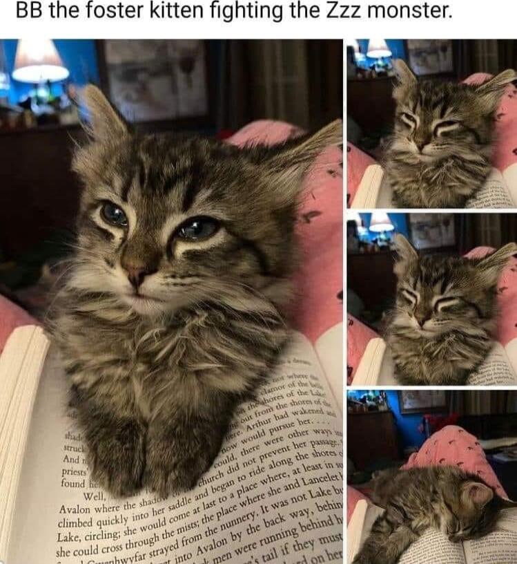 BB the foster kitten fighting the Zzz monster