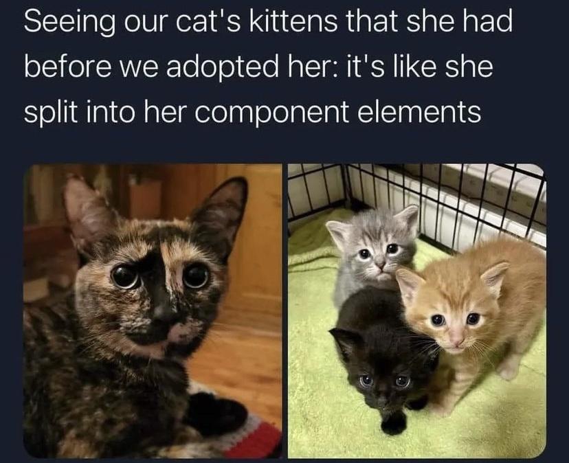 Seeing our cats kittens that she had before we adopted her its like she split into her component elements