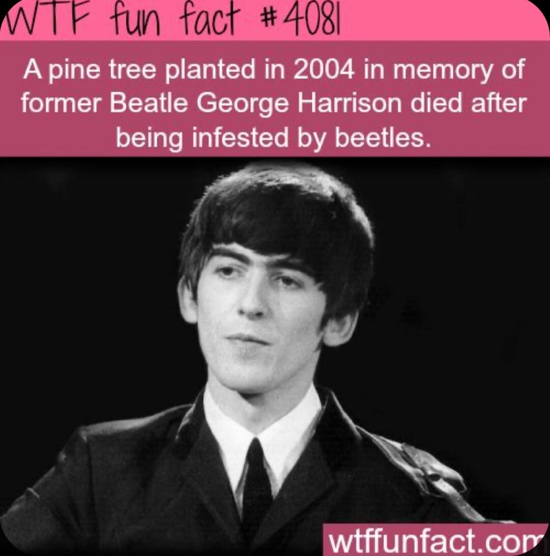 W F A8 A pine tree planted in 2004 in memory of former Beatle George Harrison died after being infested by beetles