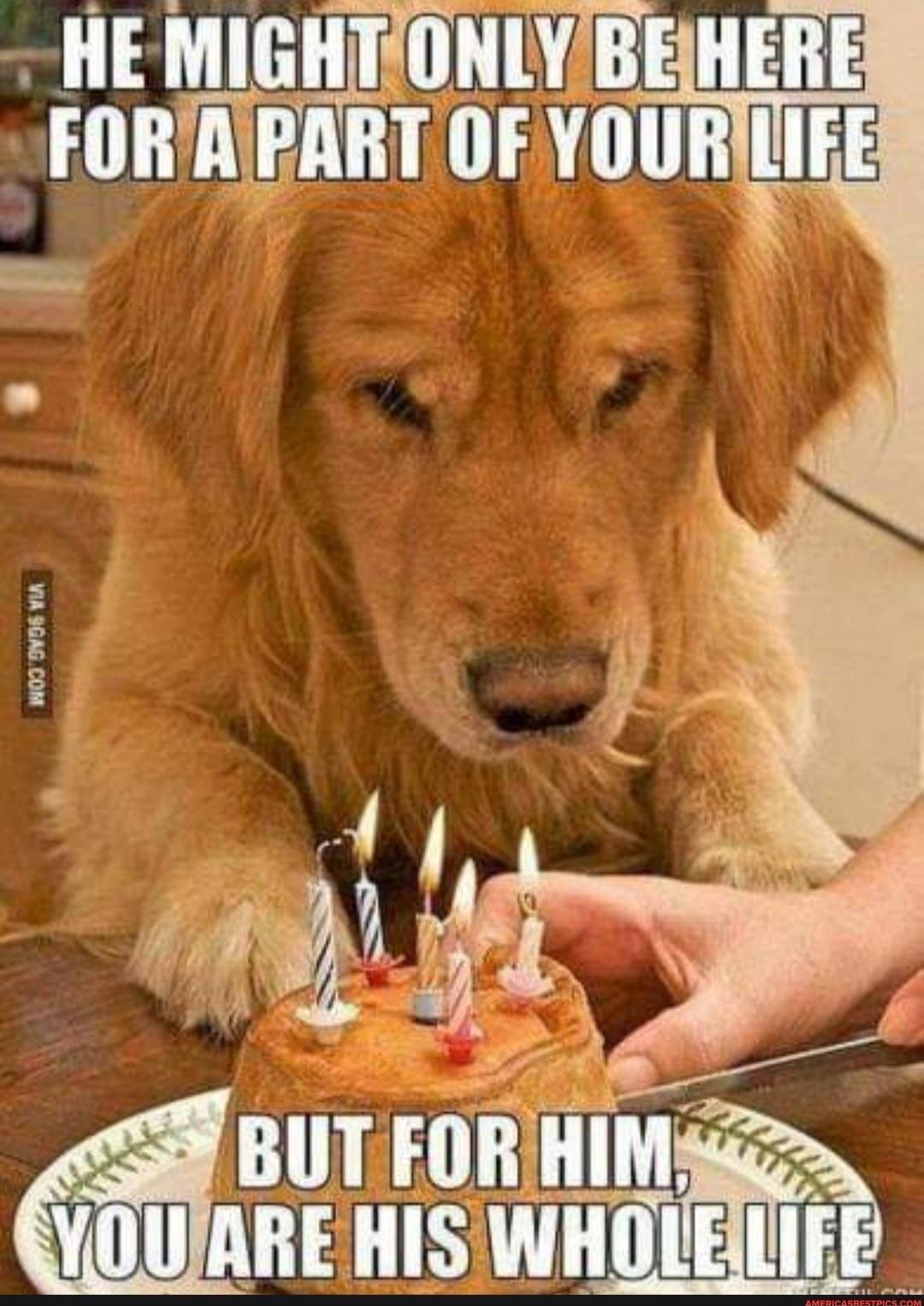 HE MIGHT ONLY BE HERE FOR A PART OF YOUR LIFE BUT FOR HIM, YOU ARE HIS WHOLE LIFE