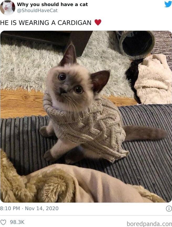 Why you should have a cat HaveCat HE IS WEARING A CARDIGAN