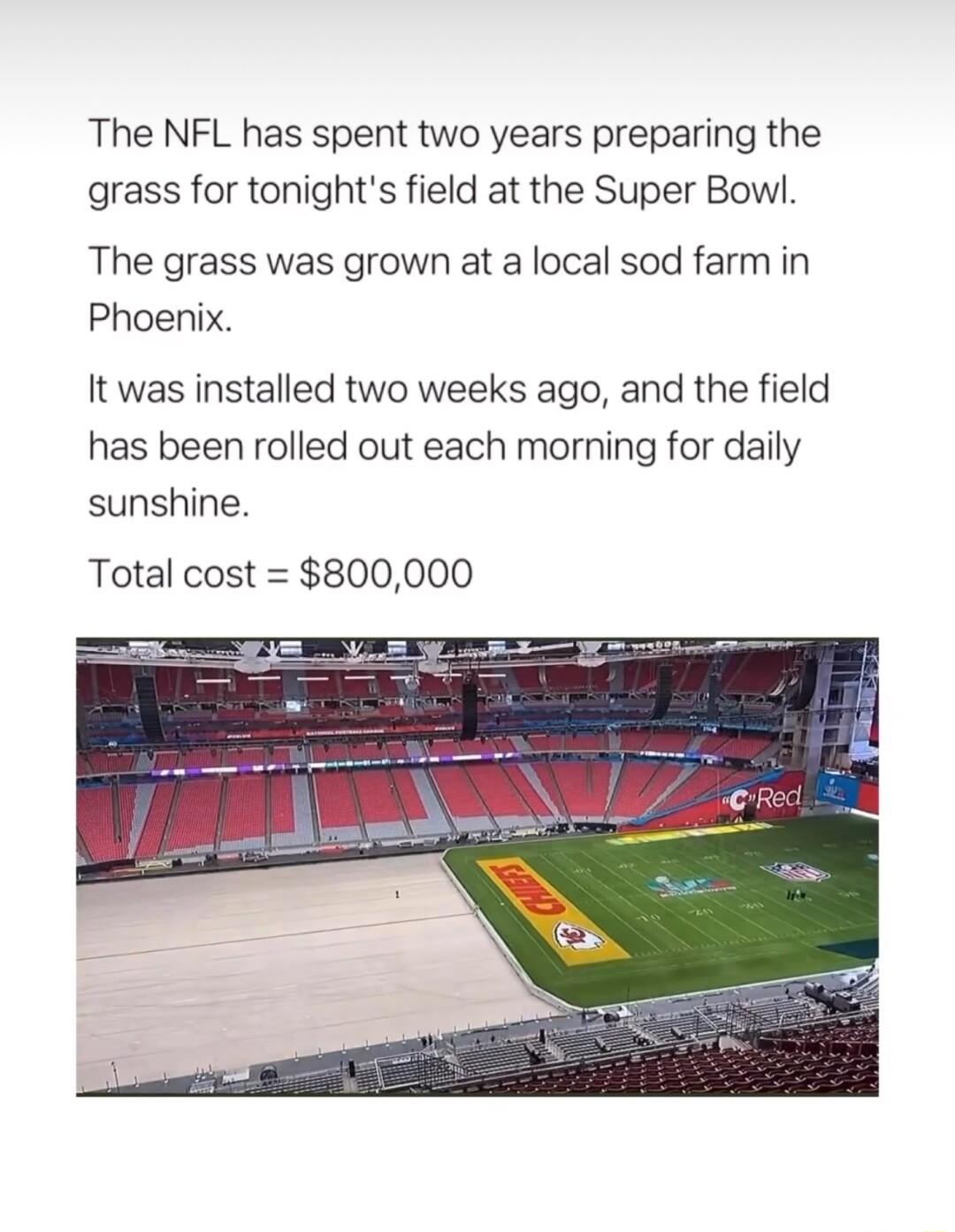 The NFL has spent two years preparing the grass for tonights field at the Super Bowl The grass was grown at a local sod farm in Phoenix It was installed two weeks ago and the field has been rolled out each morning for daily sunshine Total cost 800000