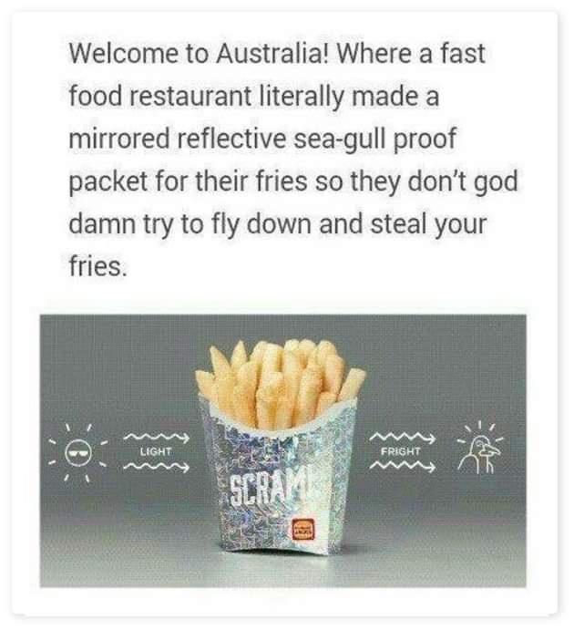 Welcome to Australia Where a fast food restaurant literally made a mirrored reflective sea gull proof packet for their fries so they dont god damn try to fly down and steal your fries