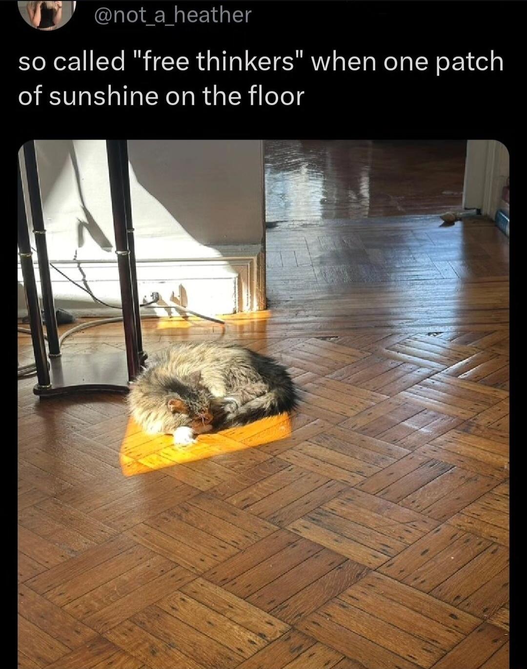 IV not a heather so called free thinkers when one patch of sunshine on the floor
