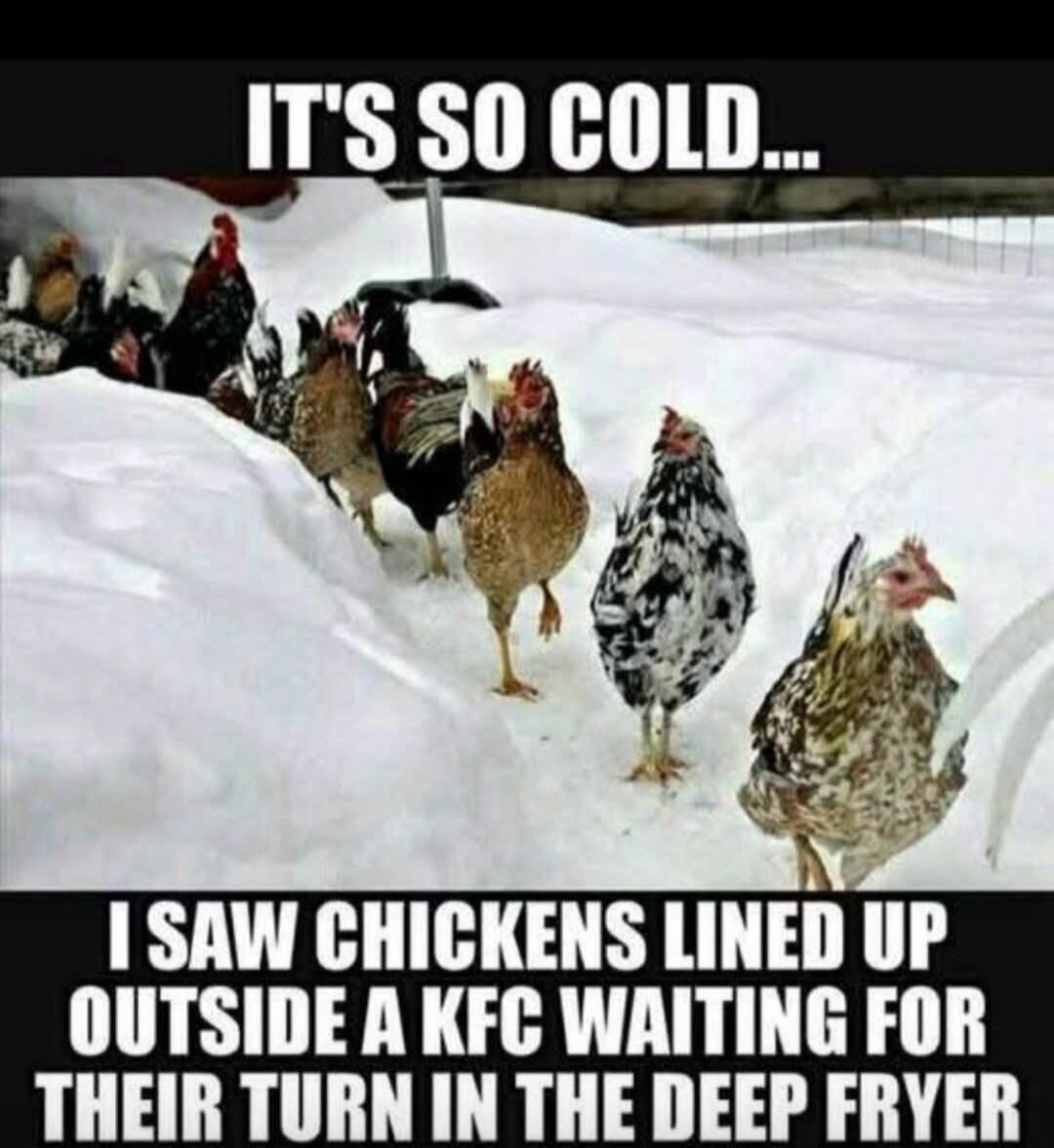 IT'S SO COLD... I SAW CHICKENS LINED UP OUTSIDE A KFC WAITING FOR THEIR TURN IN THE DEEP FRYER