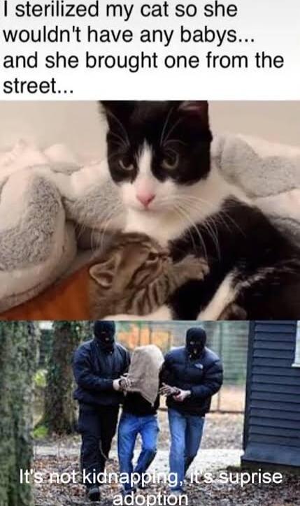 sterilized my cat so she wouldnt have any babys and she brought one from the street