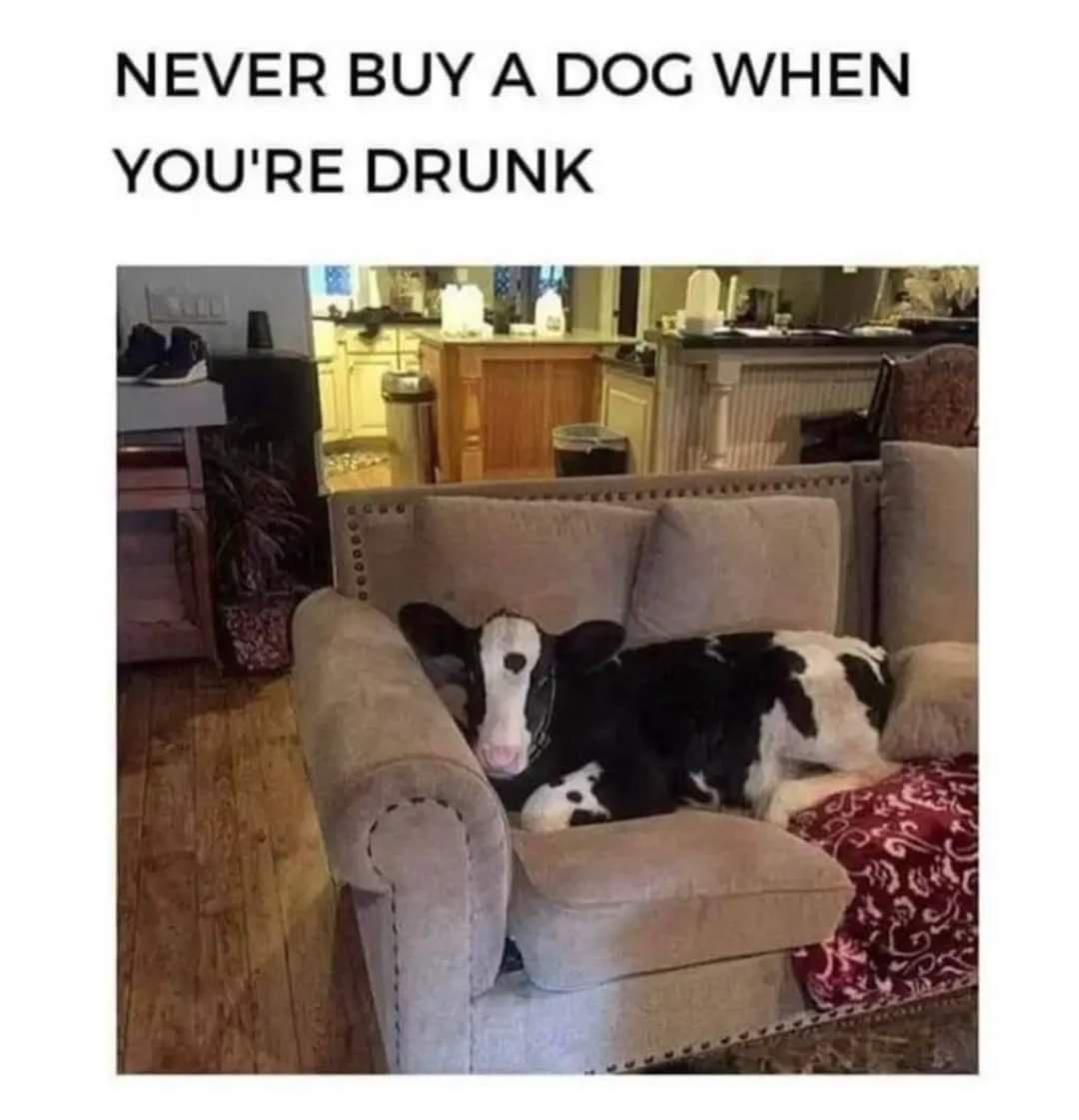 NEVER BUY A DOG WHEN YOURE DRUNK