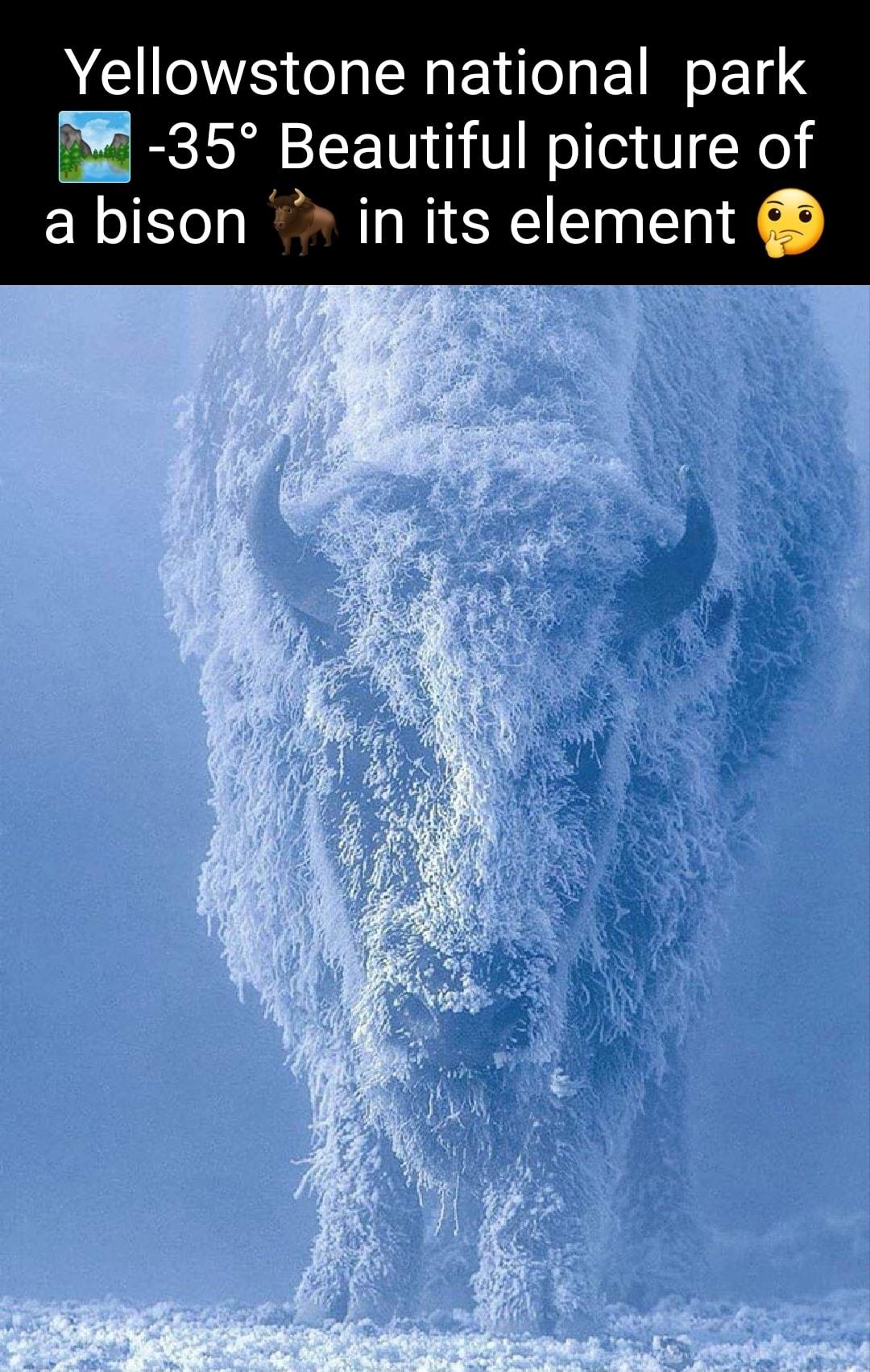 Yellowstone national park 35 Beautiful picture of a bison in its element
