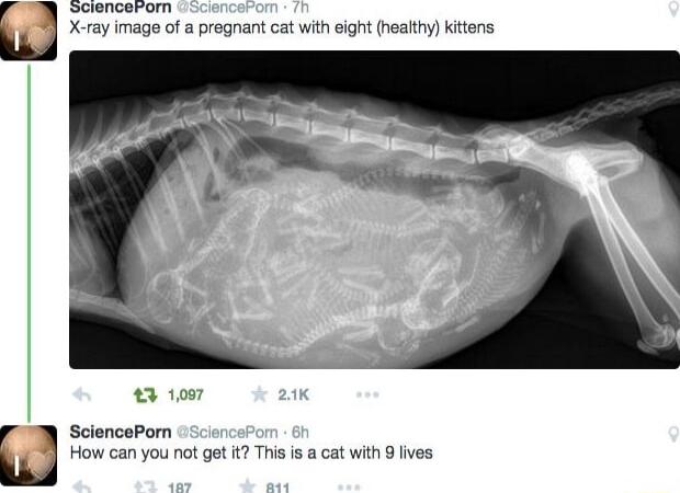 SoRnoevom X ray image of a pregnant cat with eight healthy kitens SciencoPorn How can you not get t This is a cat with 9 ives