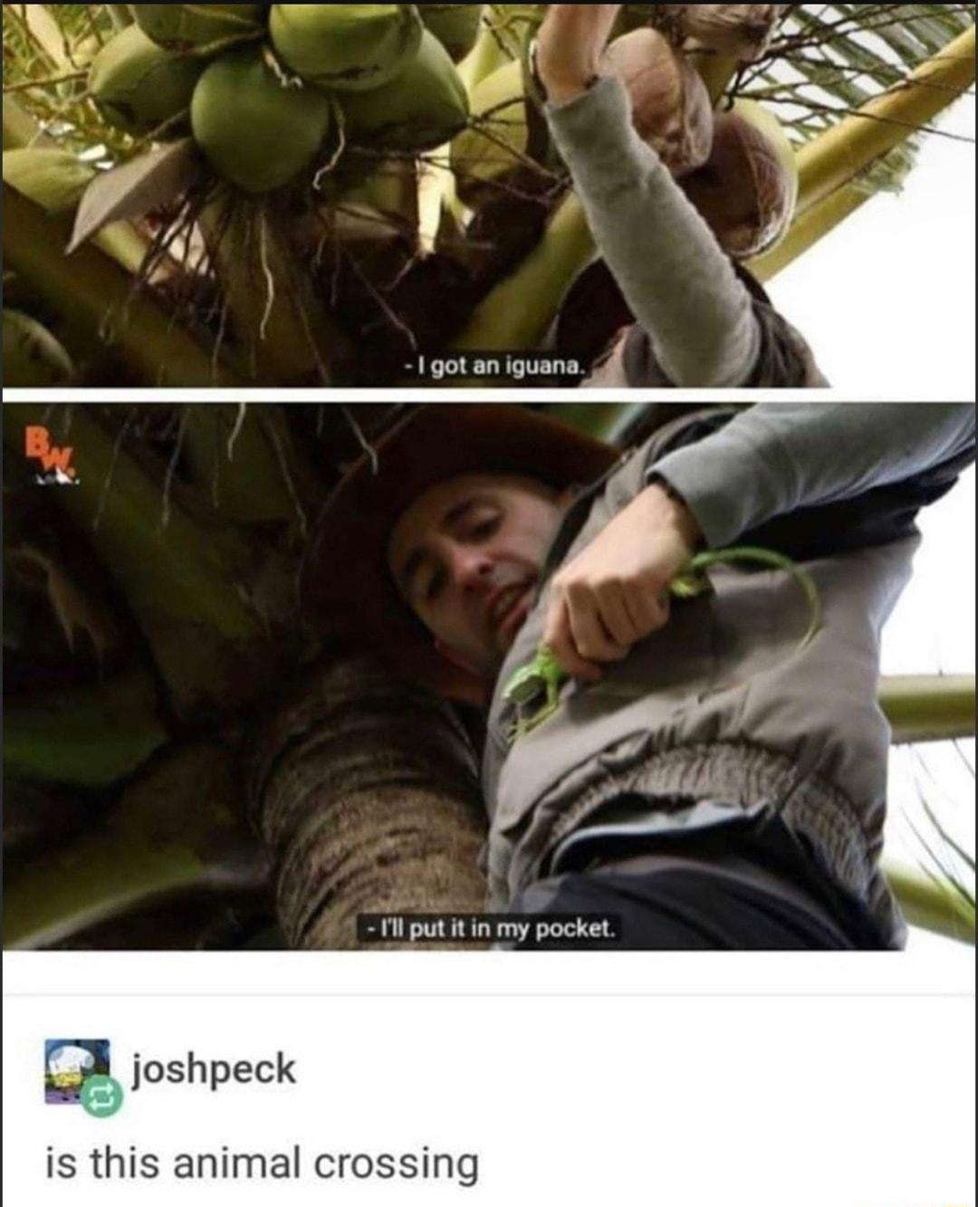 T put it in my pocket g joshpeck is this animal crossing