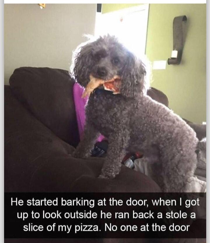 He started barking at the door when got up to look outside he ran back a stole a slice of my pizza No one at the door