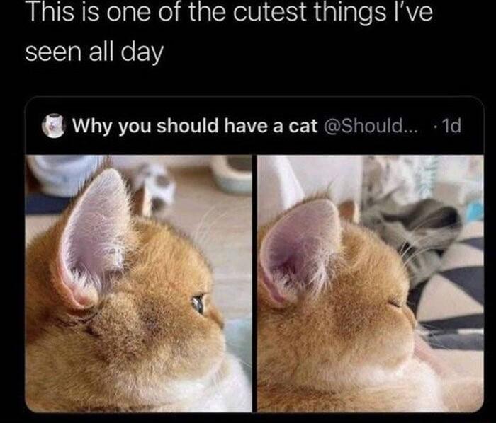 This is one of the cutest things Ive seen all day Why you should have a cat Should 1d