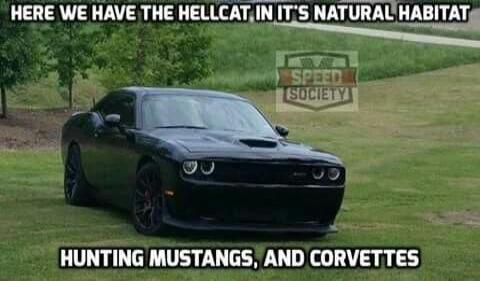 HERE WE HAVE THE HELLCAT IN IT'S NATURAL HABITAT HUNTING MUSTANGS, AND CORVETTES