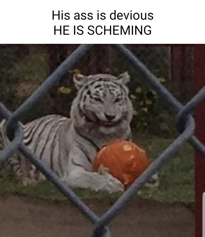 His ass is devious HE IS SCHEMING