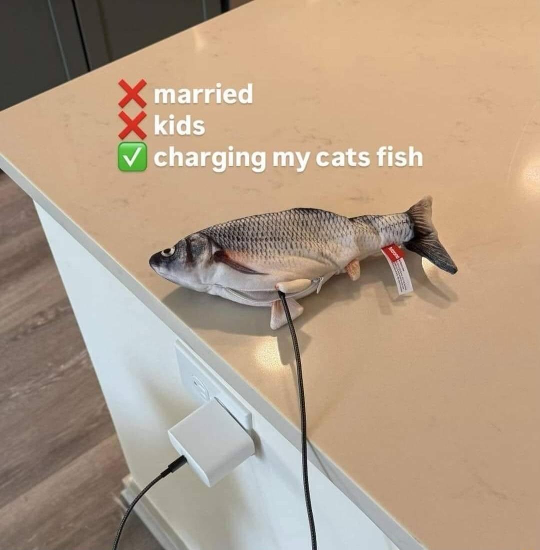 married kids V charging my cats fish