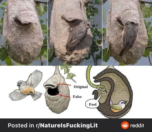 Original Falee Posted in rNaturelsFuckingLit reddit