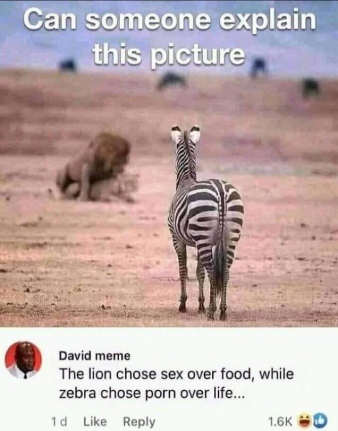 Can someone explain this picture David meme The lion chose sex over food, while zebra chose porn over life...